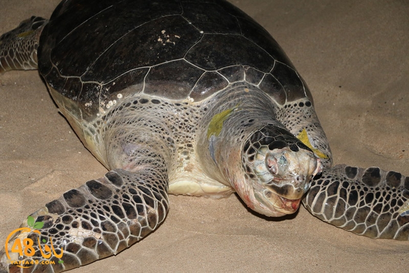 sol7aafffaha (12).JPG